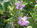 Malva Flower